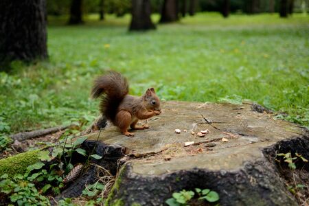 Squirrels in the city park, Gorlice - Polandの写真素材