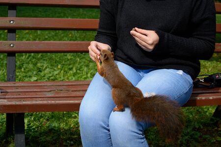 Squirrels in the city park, Gorlice - Polandの写真素材