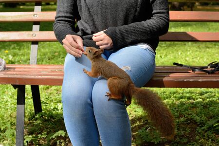 Squirrels in the city park, Gorlice - Polandの写真素材
