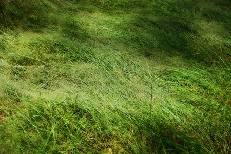 Forest grass after the rainの写真素材