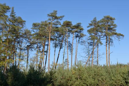 Pine trees against the blue skyの写真素材