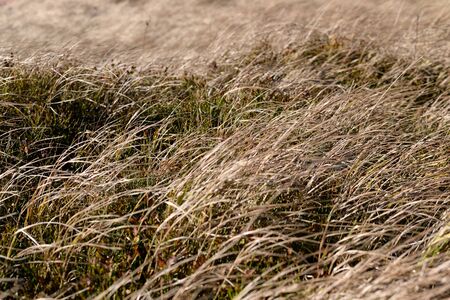 Dry grass in the meadowの写真素材