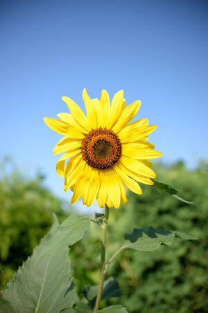 One sunflower in full sunの写真素材