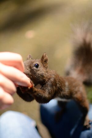 Squirrel eating from hand, Gorlice - Polandの写真素材