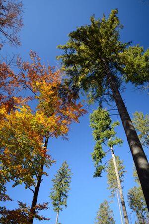 Autumn trees against the skyの写真素材