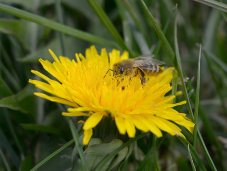 Bee on a dandelionの写真素材