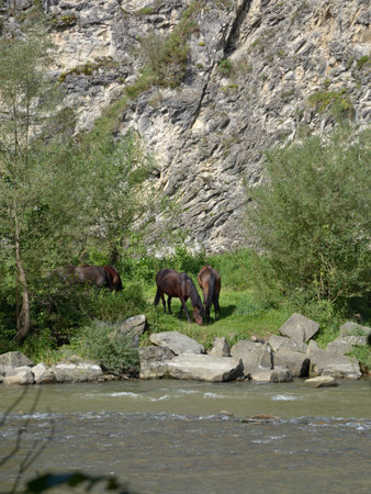 Horses by the riverの写真素材