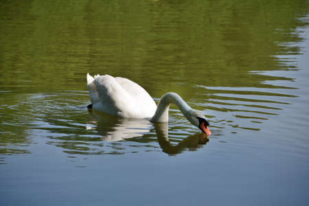 Swan on the lakeの写真素材