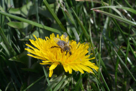 Bee on a dandelionの写真素材