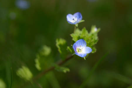 Little blue flower close upの写真素材