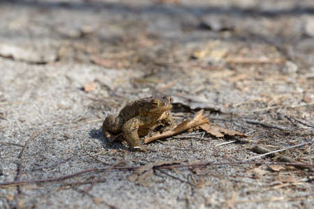 Toad on sand