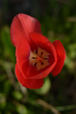 Red tulip close upの写真素材