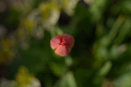 Tulip bud close upの写真素材