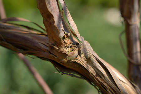 Grape bush structureの写真素材