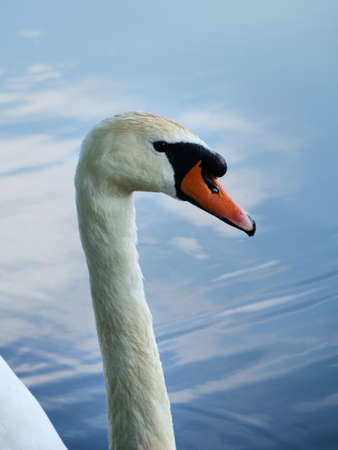 Swan on the lakeの写真素材