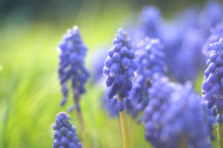 Grape hyacinthの写真素材