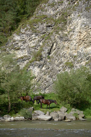 Horses by the riverの写真素材
