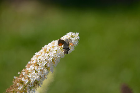 Butterfly and Buddlejaの写真素材