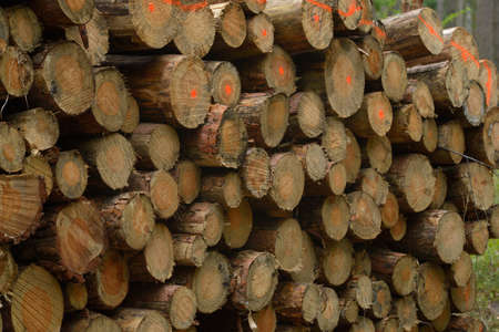 A pile of woodの写真素材