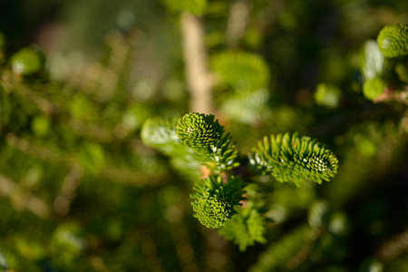 Young shoots of a coniferous treeの写真素材
