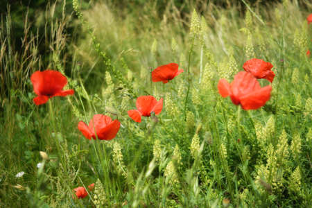 Red poppies in the meadowの写真素材