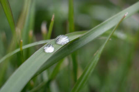 Water drops on the grassの写真素材