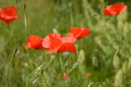 Red poppies in the meadowの写真素材
