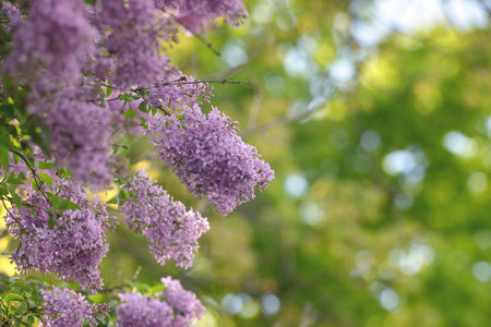 Blooming lilac bushの写真素材