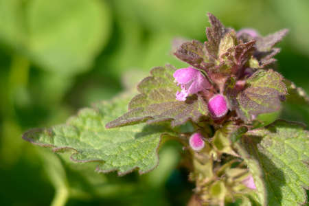 Herb Lamium purpureum close upの写真素材