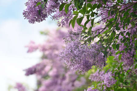 Blooming lilac bushの写真素材