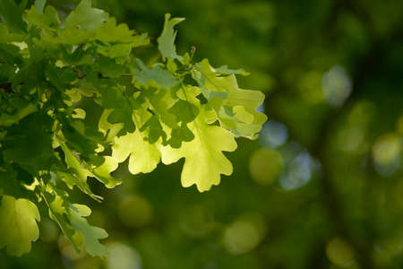Oak Leaf in the sunの写真素材