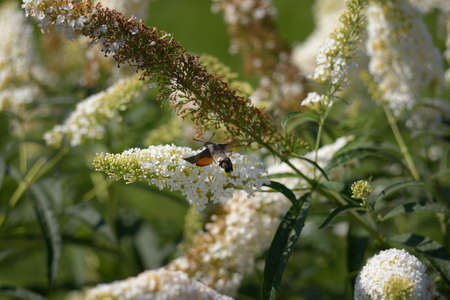 Butterfly and Buddlejaの写真素材