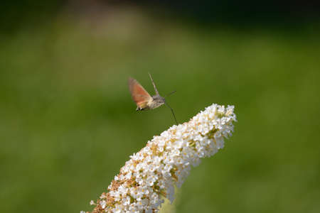 Butterfly and Buddlejaの写真素材