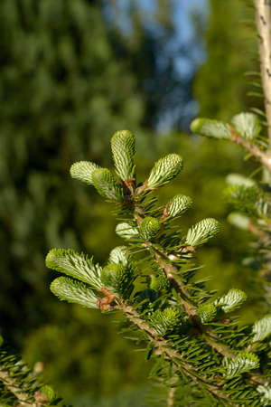 Young shoots of a coniferous treeの写真素材