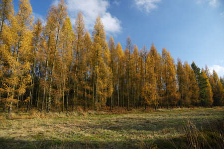Autumn forest and skyの写真素材