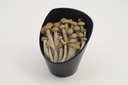 Mushroom in a plateの写真素材