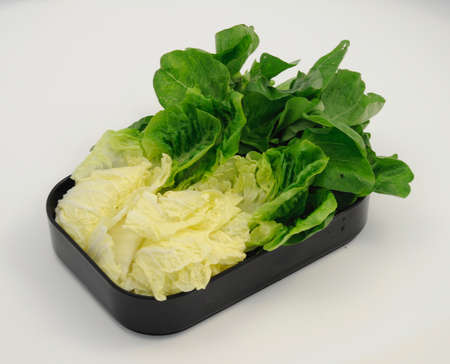 Cabbageの写真素材