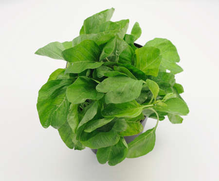 Baby Spinachの写真素材
