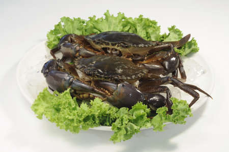 fresh crabの写真素材