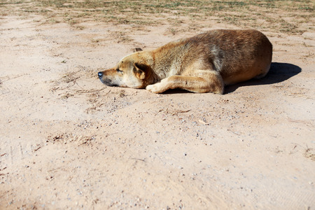 Sunbathe Dog at Countrysideの写真素材