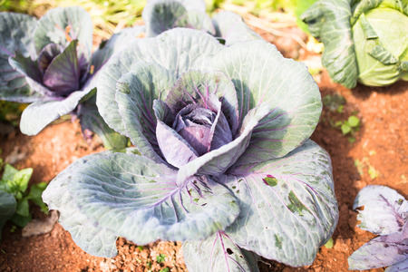 Red cabbage on the ground