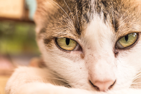 Looking in the eye of catの写真素材