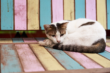 Cat lay on the color chairの写真素材
