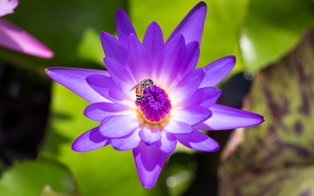 Bee find out the sweet in the lotus flowerの写真素材