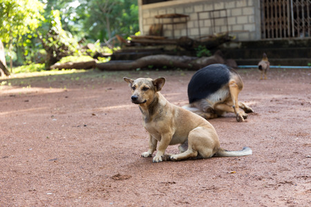 Activity of thai itchy dog, lived in the temple