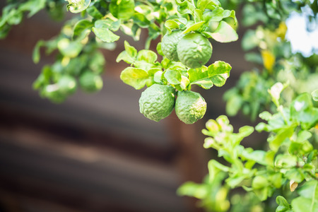 The fresh green bergamot on the tree