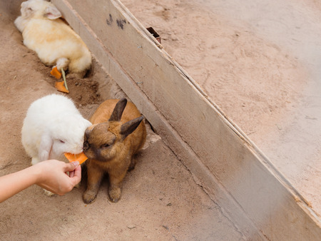 Feed rabbits with carrotの写真素材