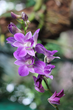 orchid flower purple.の写真素材