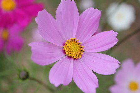 Cosmos flower.の写真素材