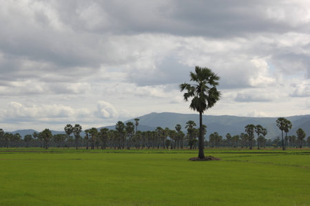 rice fields and Sugar palm.の写真素材
